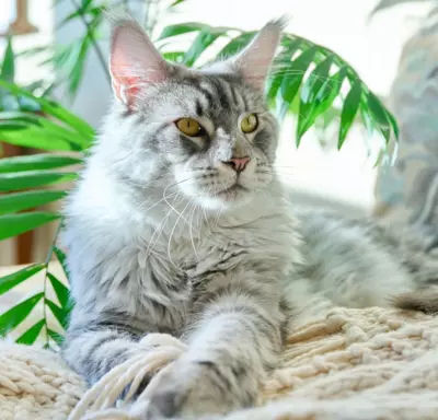 Maine Coon 5