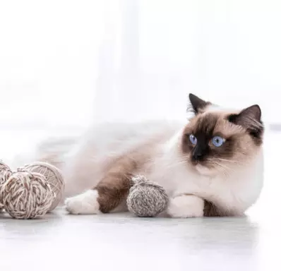 Ragdoll 5