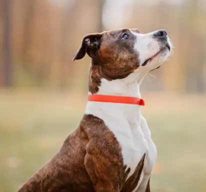 Amstaff (American Staffordshire Terrier) 1