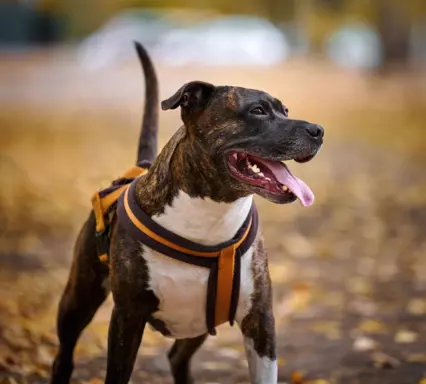 Amstaff (American Staffordshire Terrier) 2