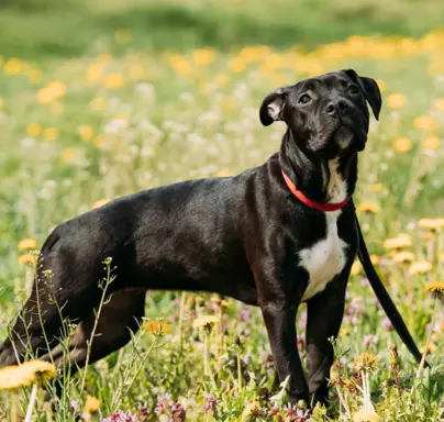 Amstaff (American Staffordshire Terrier) 3