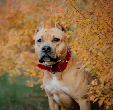 Amstaff (American Staffordshire Terrier) 4