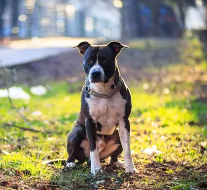 Amstaff (American Staffordshire Terrier) 5