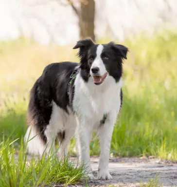 Border Collie 2