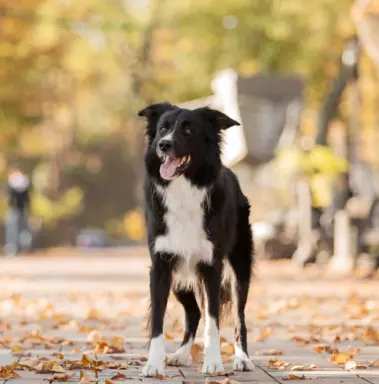 Border Collie 3