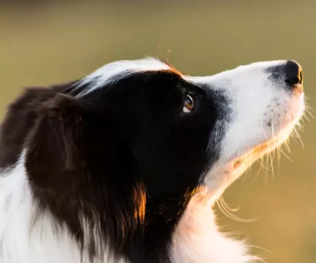 Border Collie 4