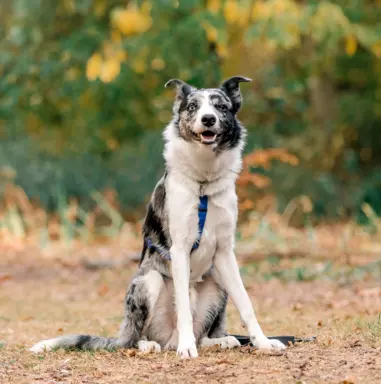 Border Collie 5