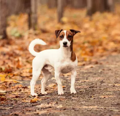 Jack Russell Terrier 1