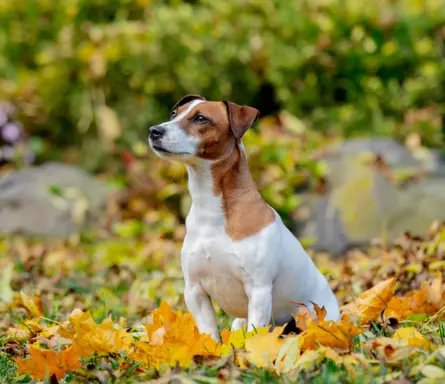 Jack Russell Terrier 2