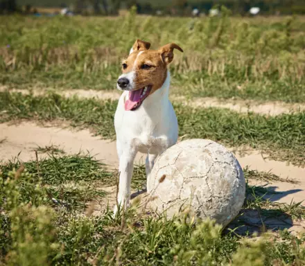 Jack Russell Terrier 3