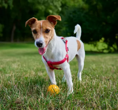 Jack Russell Terrier 5