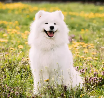 Samoyed 1