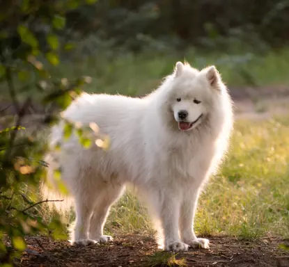 Samoyed 2