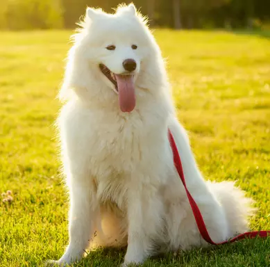 Samoyed 3