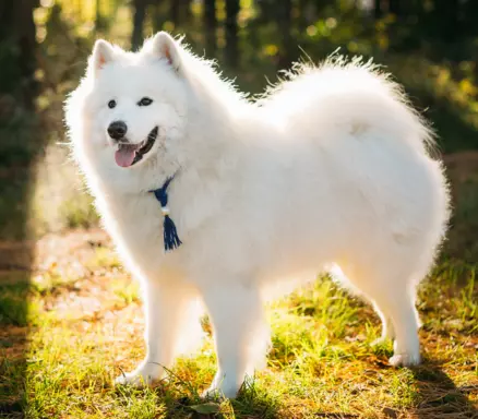 Samoyed 4