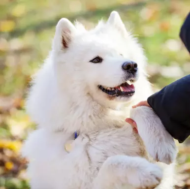 Samoyed 5