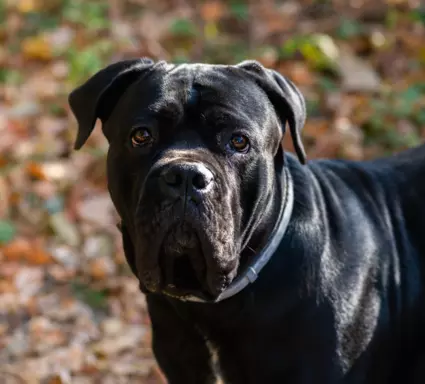 Cane Corso 1