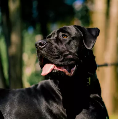 Cane Corso 2