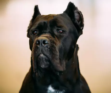 Cane Corso 3