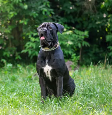 Cane Corso 4