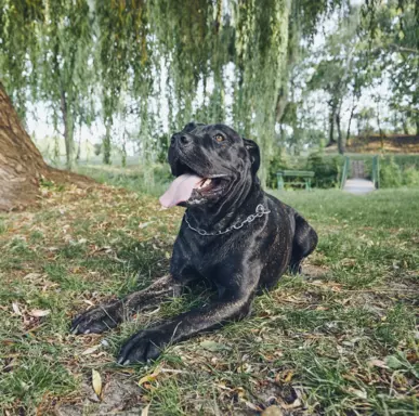 Cane Corso 5