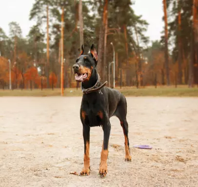 Doberman 1