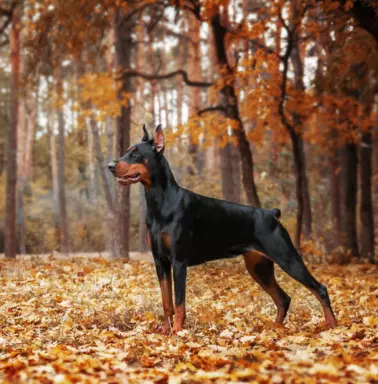 Doberman 2