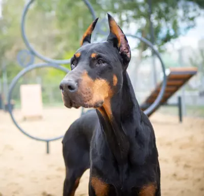 Doberman 3