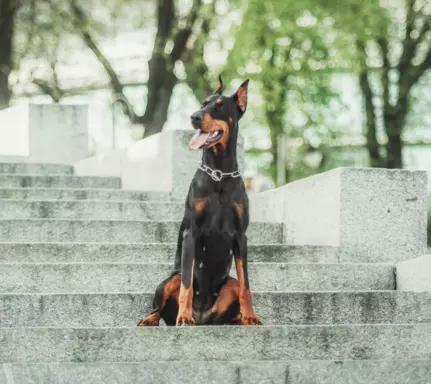 Doberman 4