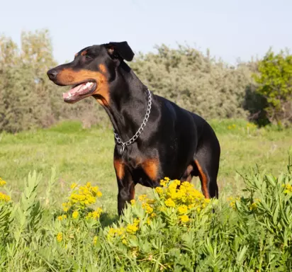 Doberman 5