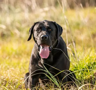 Labrador Retriever 1