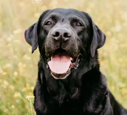 Labrador Retriever 2