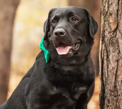 Labrador Retriever 4