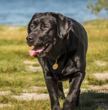 Labrador Retriever 5