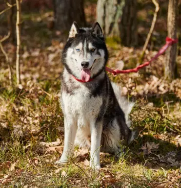 Siberian Husky (Husky Syberyjski) 1