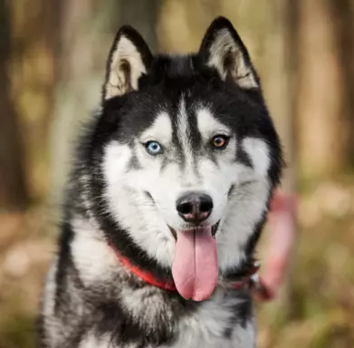 Siberian Husky (Husky Syberyjski) 2