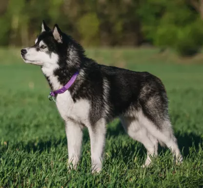 Siberian Husky (Husky Syberyjski) 3