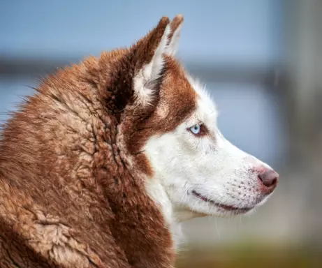 Siberian Husky (Husky Syberyjski) 4