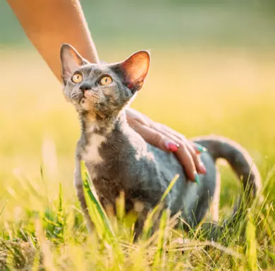 Devon Rex 2