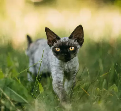 Devon Rex 3