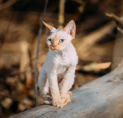 Devon Rex 5