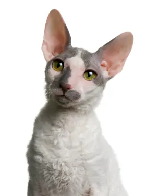 Cornish Rex 2