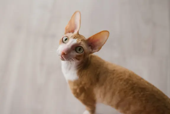 Cornish Rex 3