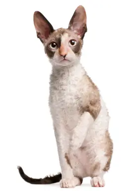 Cornish Rex 4