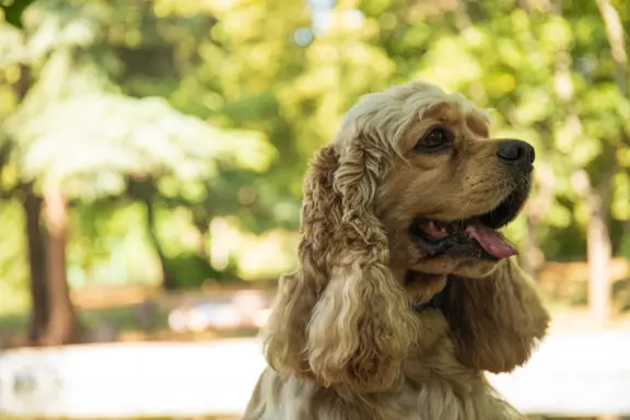 Cocker Spaniel 1