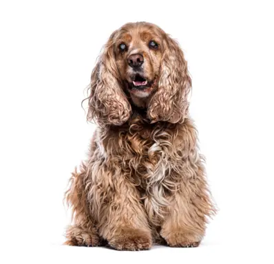 Cocker Spaniel 2