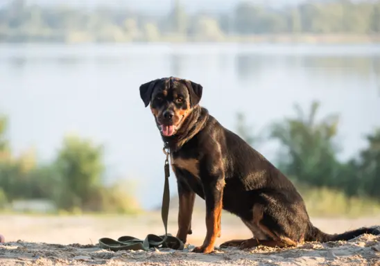 Rottweiler 2