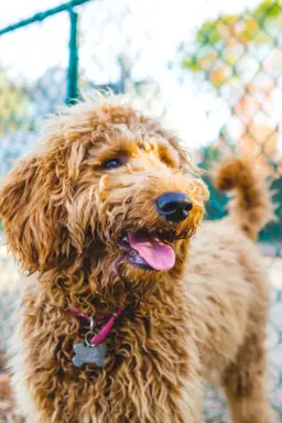 Goldendoodle 1