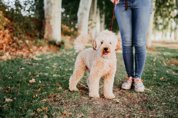 Goldendoodle 2