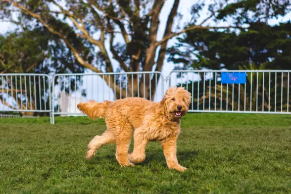 Goldendoodle 3